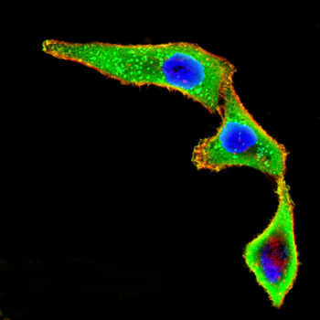 ERBB3 Antibody