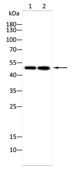 MT-CYB Antibody