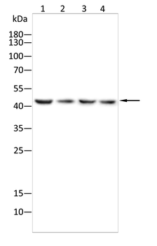 IDH2 Rabbit Polyclonal Antibody