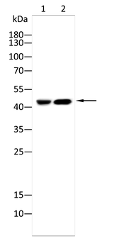 IDH2 Rabbit Polyclonal Antibody