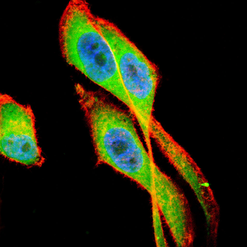 IDH2 Rabbit Polyclonal Antibody