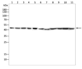 IDH2 Rabbit Polyclonal Antibody