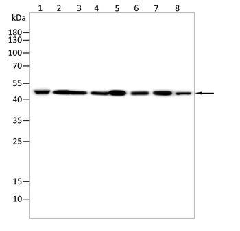 IDH2 Rabbit Polyclonal Antibody
