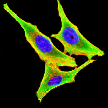 EEF1A1 Antibody
