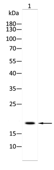 BATF3 Antibody