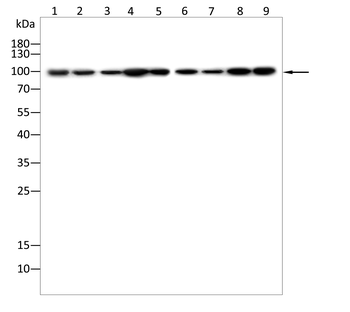 NTRK3 Antibody