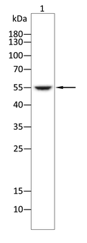 IL13RA2 Antibody