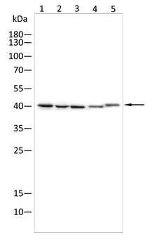 SMS Antibody