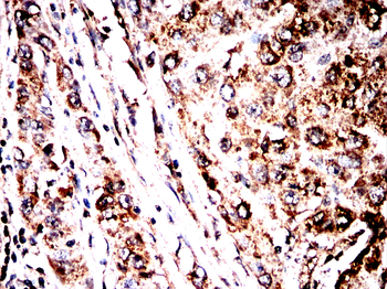 PDHA1 Antibody