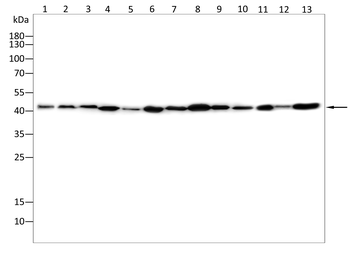 PDHA1 Antibody