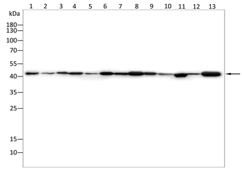 PDHA1 Antibody