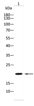 NDUFS4 Antibody
