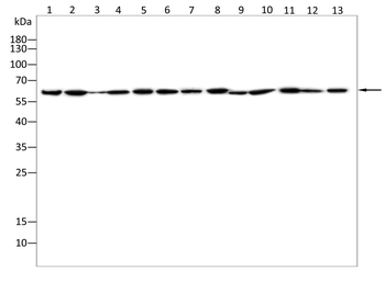 TAF15 Antibody