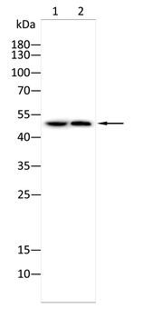 EEF1A2 Antibody
