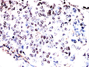 ELF3 Antibody