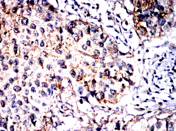 PRDX6 Antibody