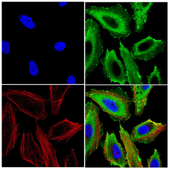 PRDX6 Antibody