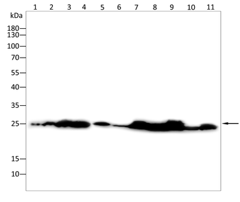 PRDX6 Antibody