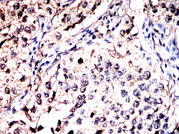 PPIA Antibody