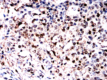 PPIA Antibody