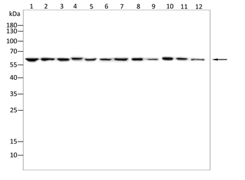 TCP1 Antibody