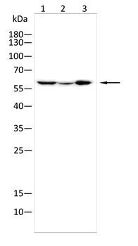 TCP1 Antibody