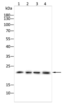 SCXA Rabbit Polyclonal Antibody