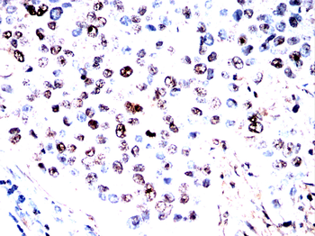 AIFM2 Antibody