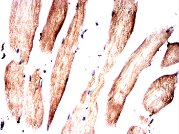 AIFM2 Antibody