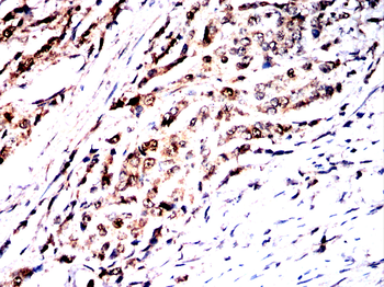 AIFM2 Antibody
