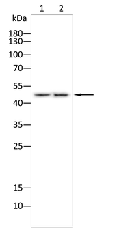 TFAP2A Antibody