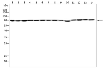 SCARB2 Antibody