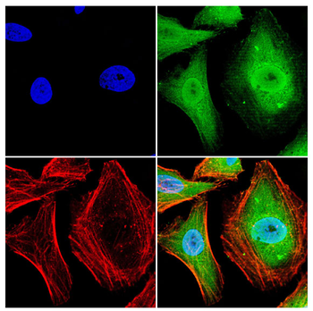NR2F2 Antibody