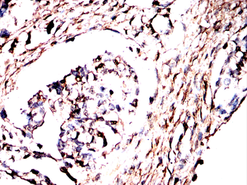 ACTA1 Antibody