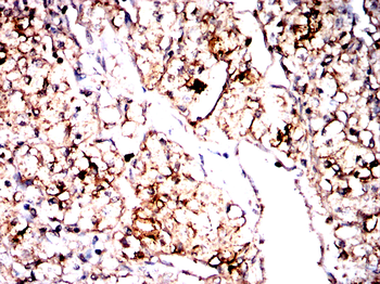 ALOX5AP Antibody