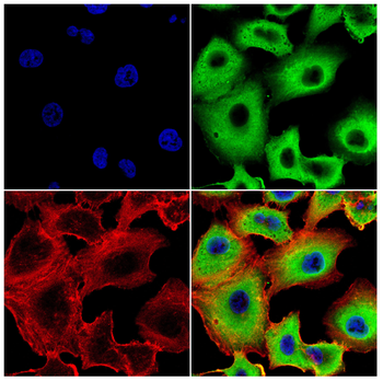 TRIM25 Antibody