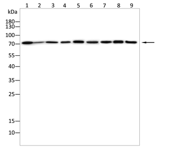 TRIM25 Antibody