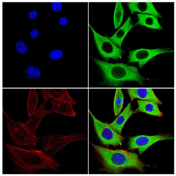 TRIM25 Antibody