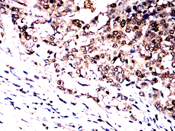 TRIM25 Antibody
