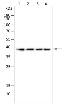 NDEL1 Antibody
