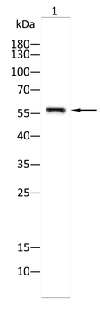 NR3C1 Antibody