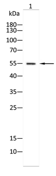POU4F1 Antibody
