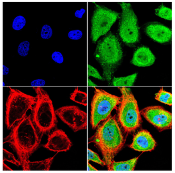 HSPA9 Antibody