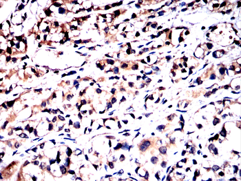 HSPA9 Antibody
