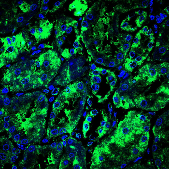 HSPA9 Antibody