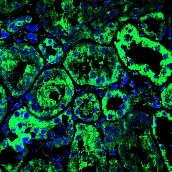 HSPA9 Antibody