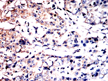 HSPA9 Antibody