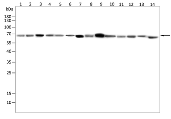 DLAT Antibody