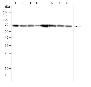 DLAT Antibody
