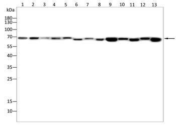 DLAT Antibody